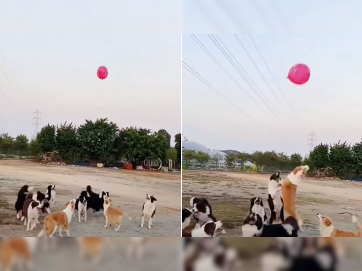 Cuteness Overloaded: कुत्तों ने जमकर खेला वॉलीबॉल, VIDEO देख लोग बोले ये है सुपर क्यूट टीम!