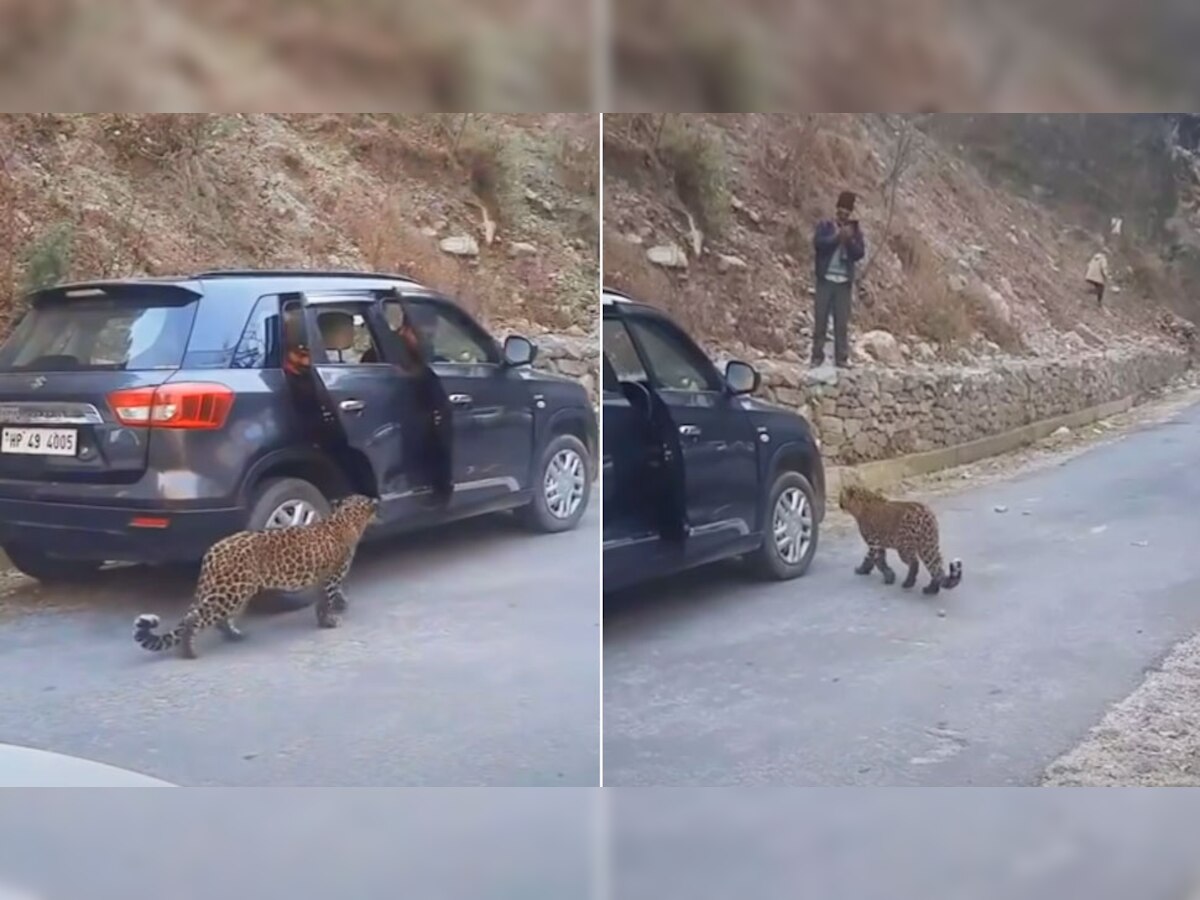 Leopard On Road: इंसानों के इतने करीब पहुंचा तेंदुआ, थर-थर कांपने लगे लोग; देखें VIDEO