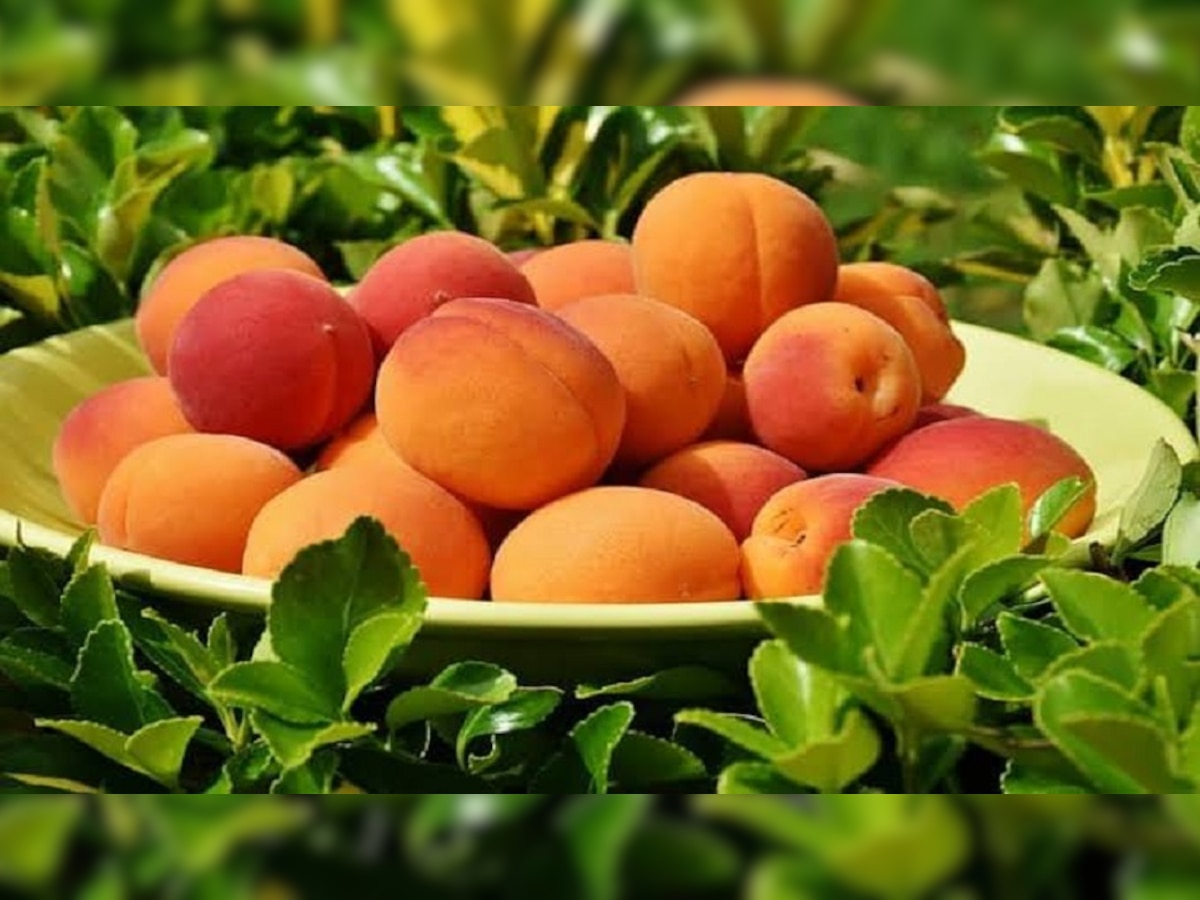 Benefits of Peach: सेहत के लिए काफी फायदेमंद है आडू के बीच, कई बीमारी होंगी दूर 