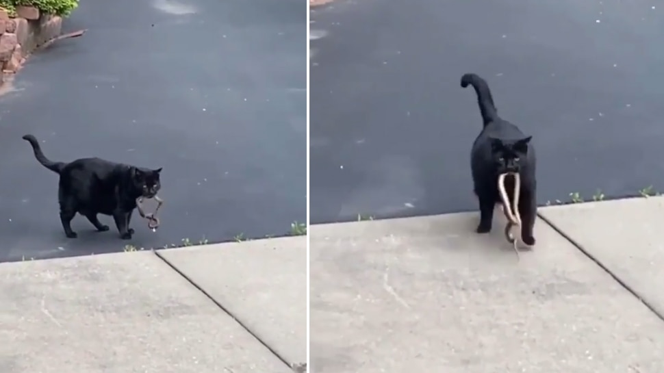 Viral Video: Have You Ever Seen Snake Cat Fight Watch Shocking Scene ...