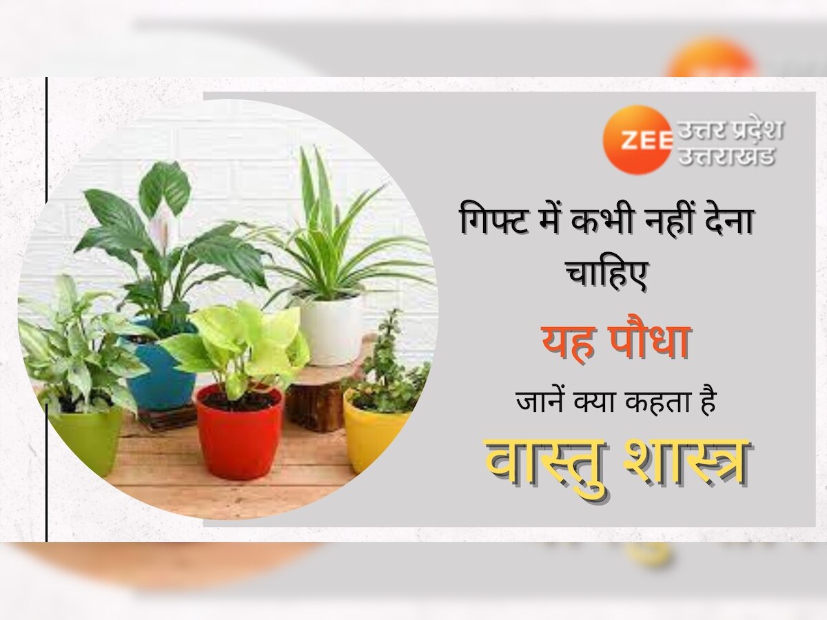 Vastu Tips: गलती से भी गिफ्ट में न दें यह पौधा, शुक्र देव हो सकते हैं खफा