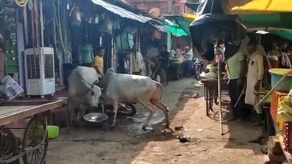 भरे बाजार में भिड़ गए आवारा सांड, विडियो वायरल