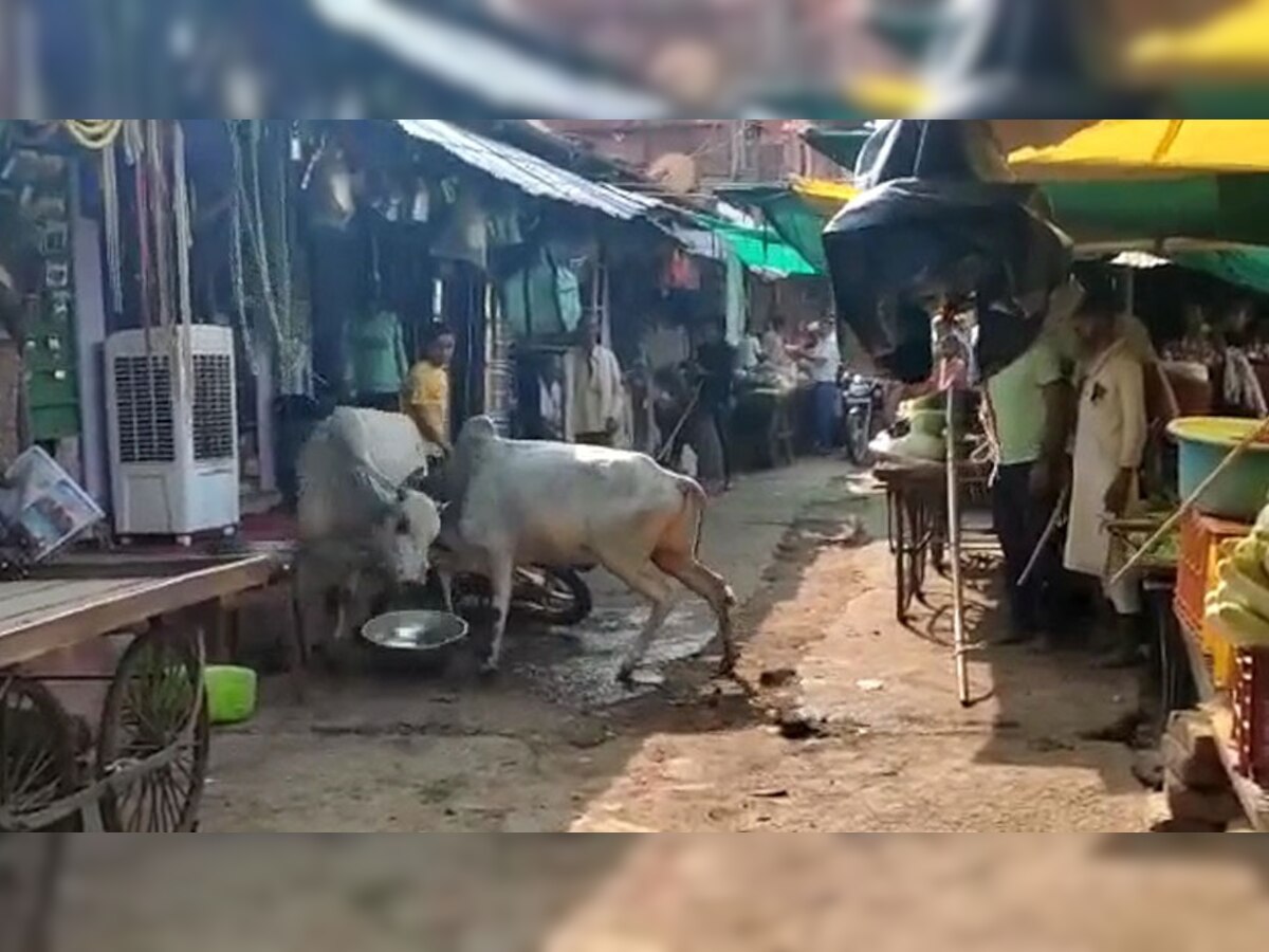 दो सांडों की आपसी लड़ाई 