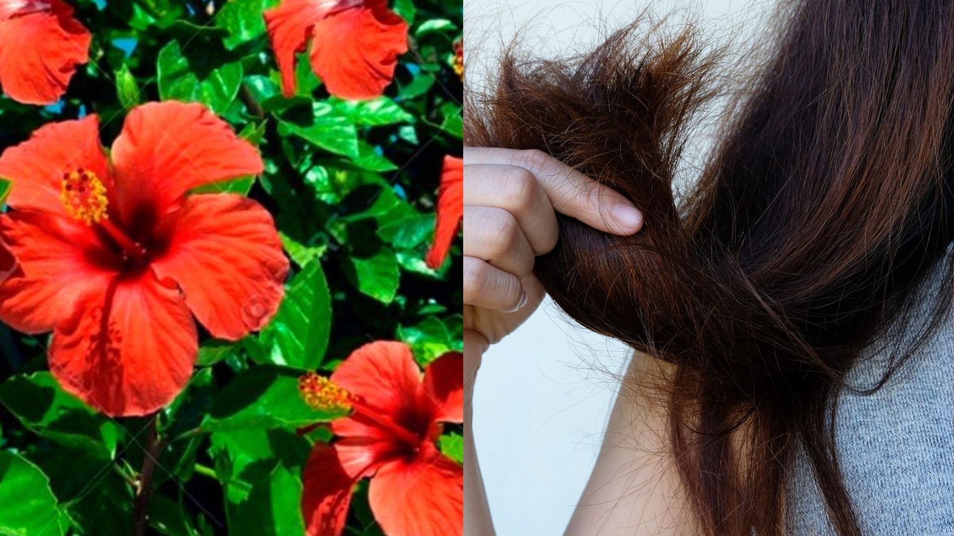 Home Remedy: इन 3 तरीकों से करें गुड़हल का इस्तेमाल, ऐसे दूर होगी बालों की समस्या