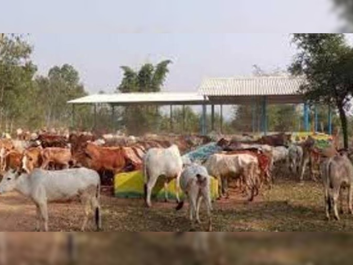 प्रतीकात्मक तस्वीर