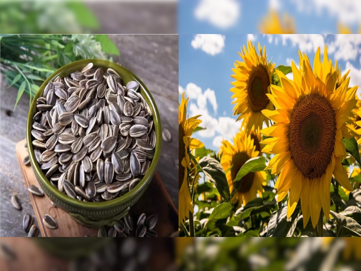 Benefits of Sunflower Seeds: सूरजमुखी के बीज में है हेल्थ का खजाना, कई गंभीर बीमारियों के लिए रामबाण हैं Sunflower Seeds, ऐसे करें सेवन