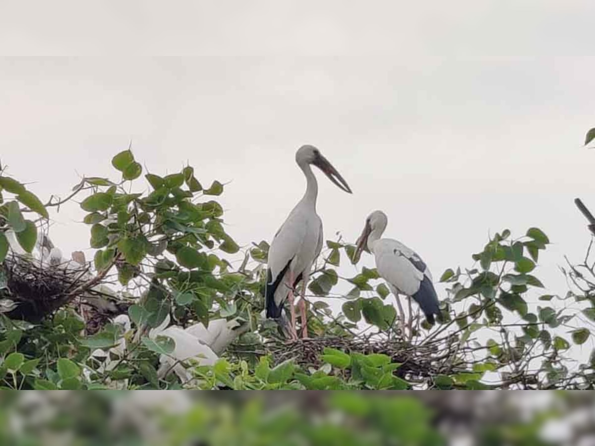 मानसून का संदेश लेकर सात समंदर पार से पहुंचे साइबेरियन पक्षी, गांव में खुशी का माहौल