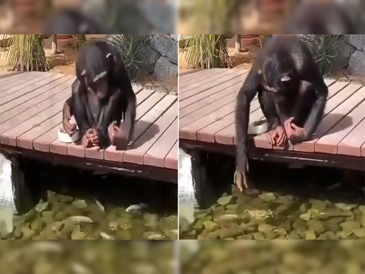 Viral Video: नहीं देखी होगी ऐसी दीवानगी! चिंपांजी ने प्यार में मछलियों के साथ किया ऐसा