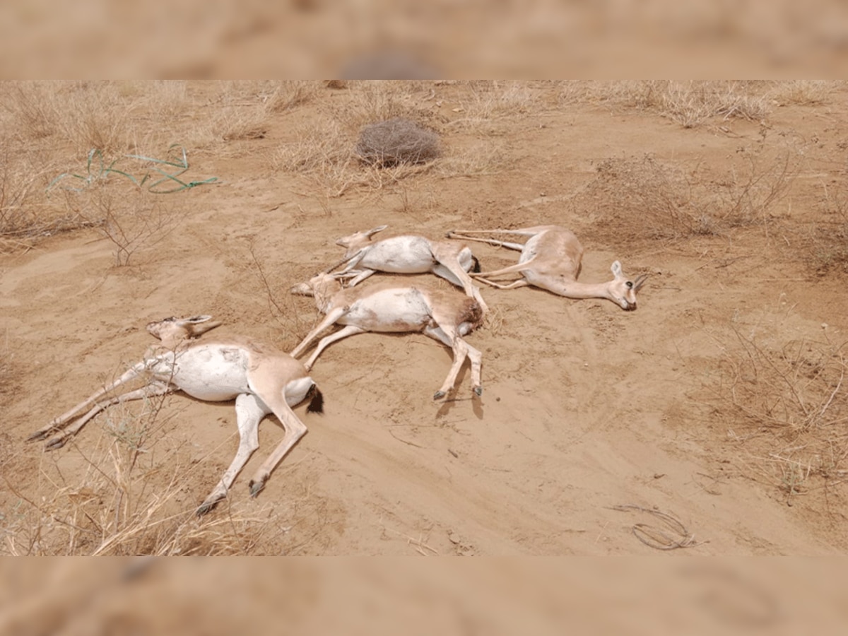सोलर कंपनी की चार दीवारी में फंसने और कुत्तों के हमले से 6 हिरणों की मौत