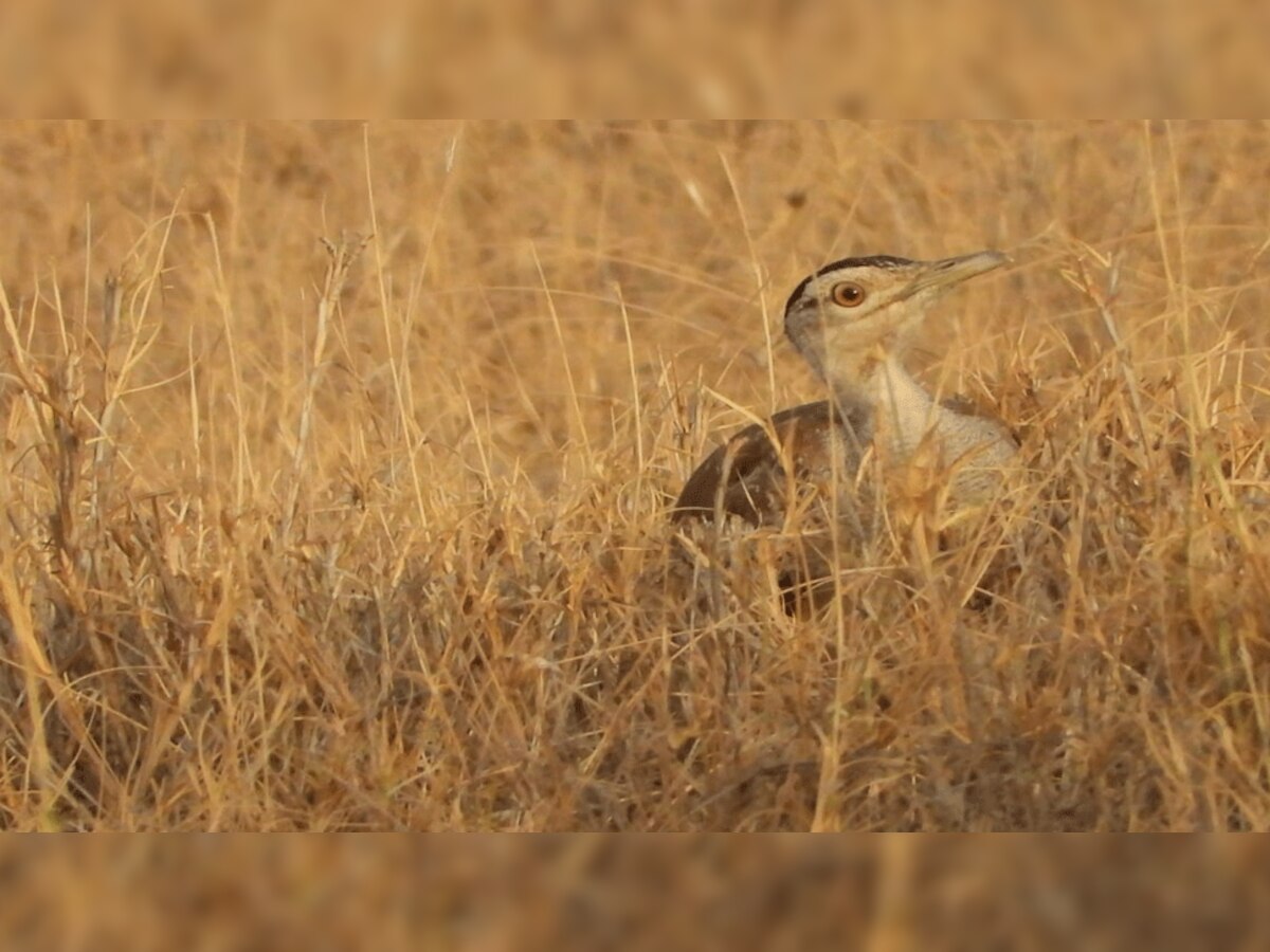  राज्य पक्षी द ग्रेट इंडियन बस्टर्ड