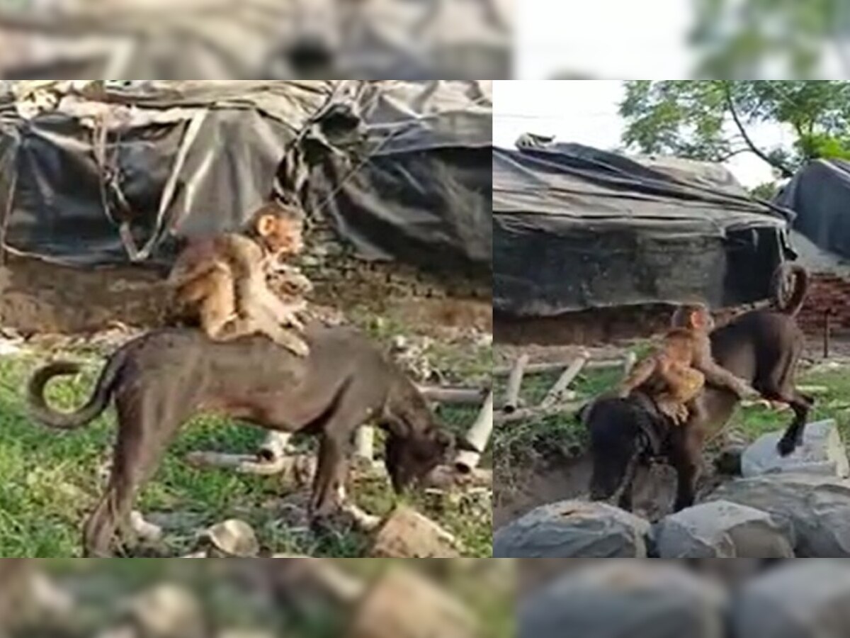 गोलू-कालू की गजब दोस्ती: बंदर को पीठ पर बैठाकर घुमाता है कुत्ता, आपस में करते हैं जमकर मस्ती, वीडियो वायरल