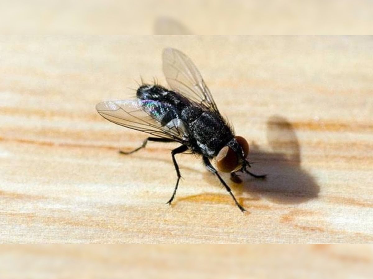 Flies Free Home: मक्खियों को घर से भगाने के लिए अपनाएं ये टिप्स, कई बीमारियों से होगा बचाव