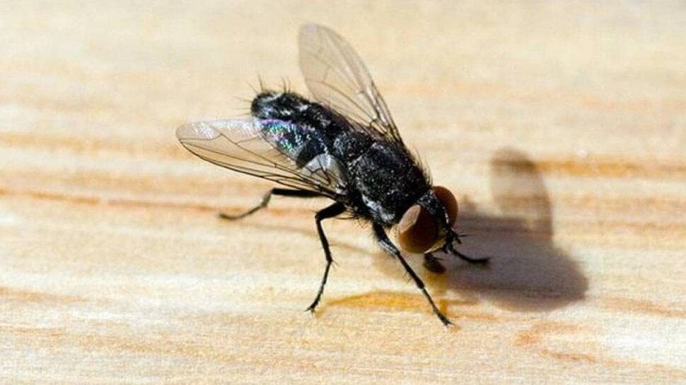 Flies Free Home How To Remove Flies From Home In Rainy Season Makkhi Flies Free Home How To Remove Flies From Home In Rainy Season Makkhi
