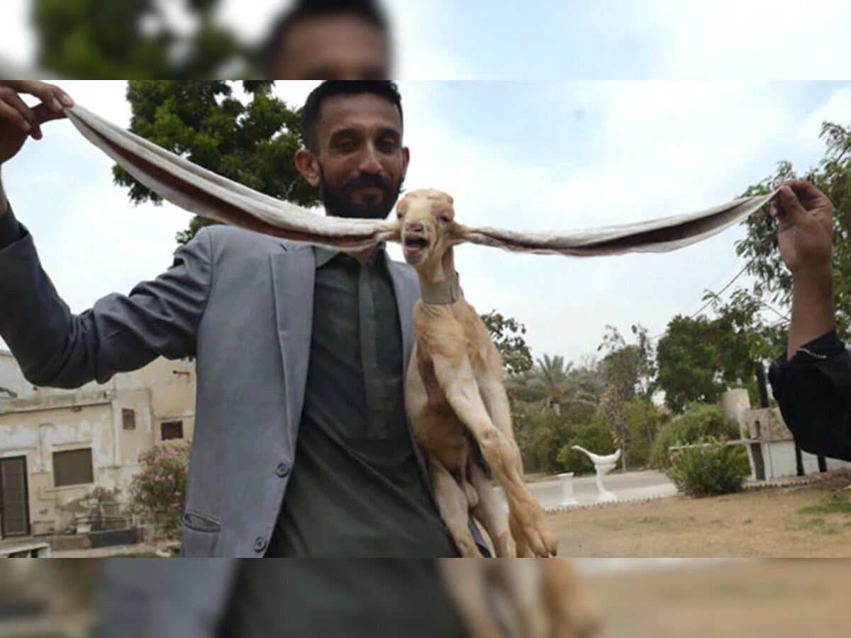Pakistan में पैदा हुई लंबे कान वाली बकरी, दुनियाभर में बन गई सेलिब्रिटी; Photos हुईं वायरल