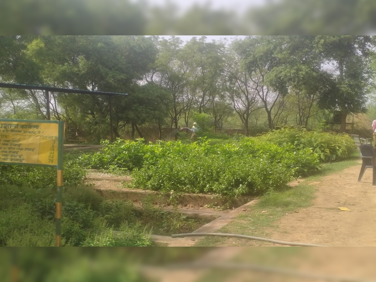 कानोता में 30 हजार छाया और फलदार पौधे तैयार, वन विभाग बांटेगा 2 लाख औषधीय पौधे
