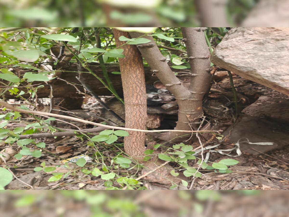 Pratapgarh: जंगली जानवरों पर अब शिकारियों की नजर, लगातार संख्या में आ रही कमी 