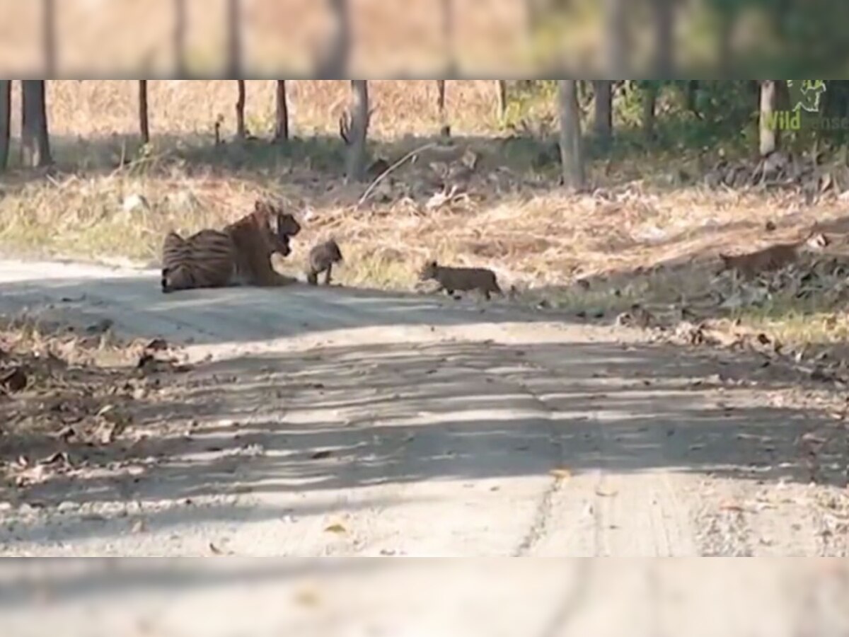 Trending: खतरनाक जंगली जानवर भी अपने बच्चों पर लुटाते हैं प्यार, VIDEO कर देगा सरप्राइज