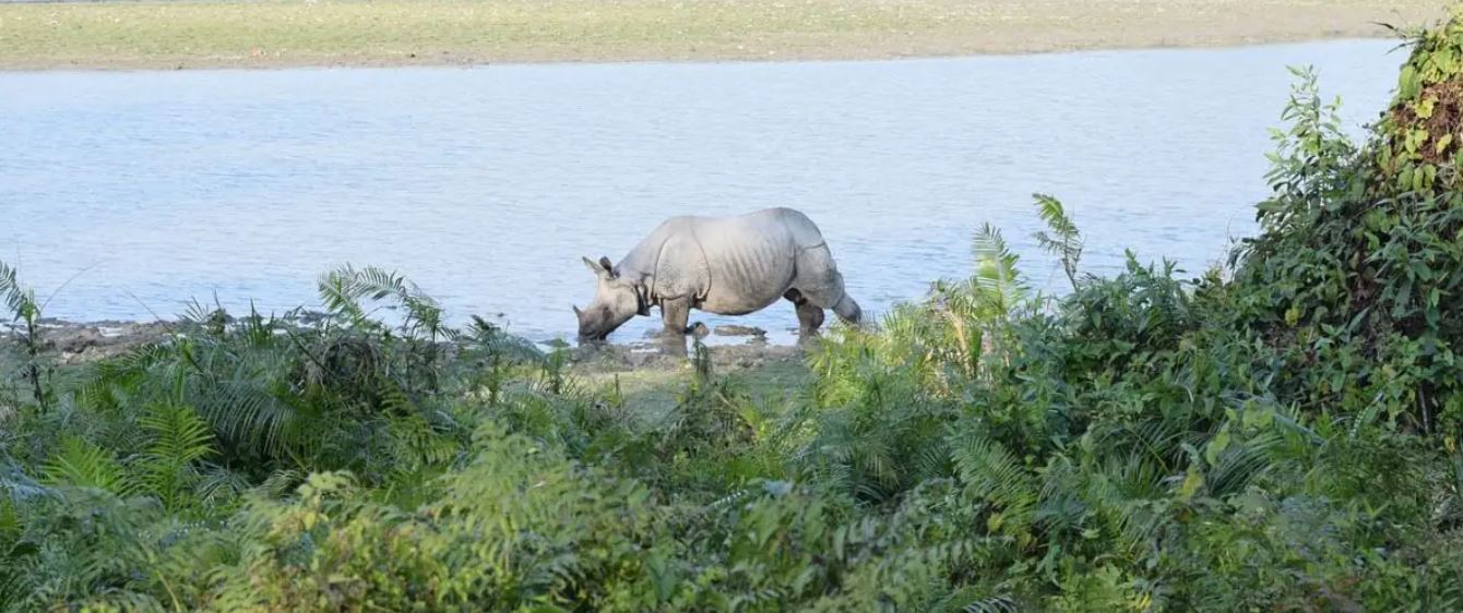 असम की ये शानदार जगहें घूमें बेहद कम खर्च में, शिवसेना के बागी विधायकों ने भी डाला है यहां डेरा