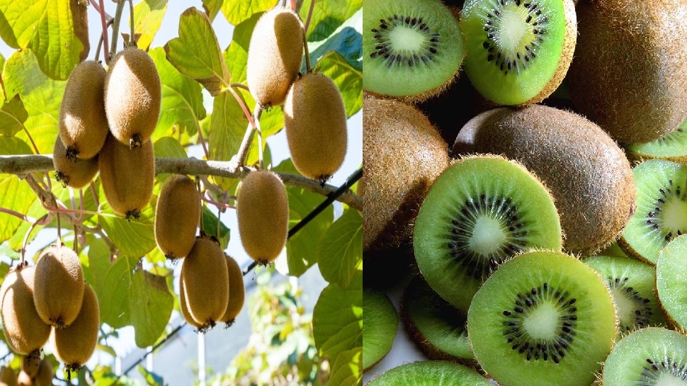 health-tips-benefits-of-kiwi-fruit-for-blood-pressure-cholesterol-and