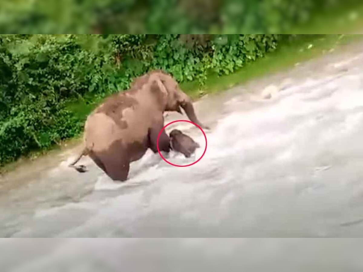 जलपाईगुड़ी के डोर्स नदी में फंसा था हाथी का बच्चा