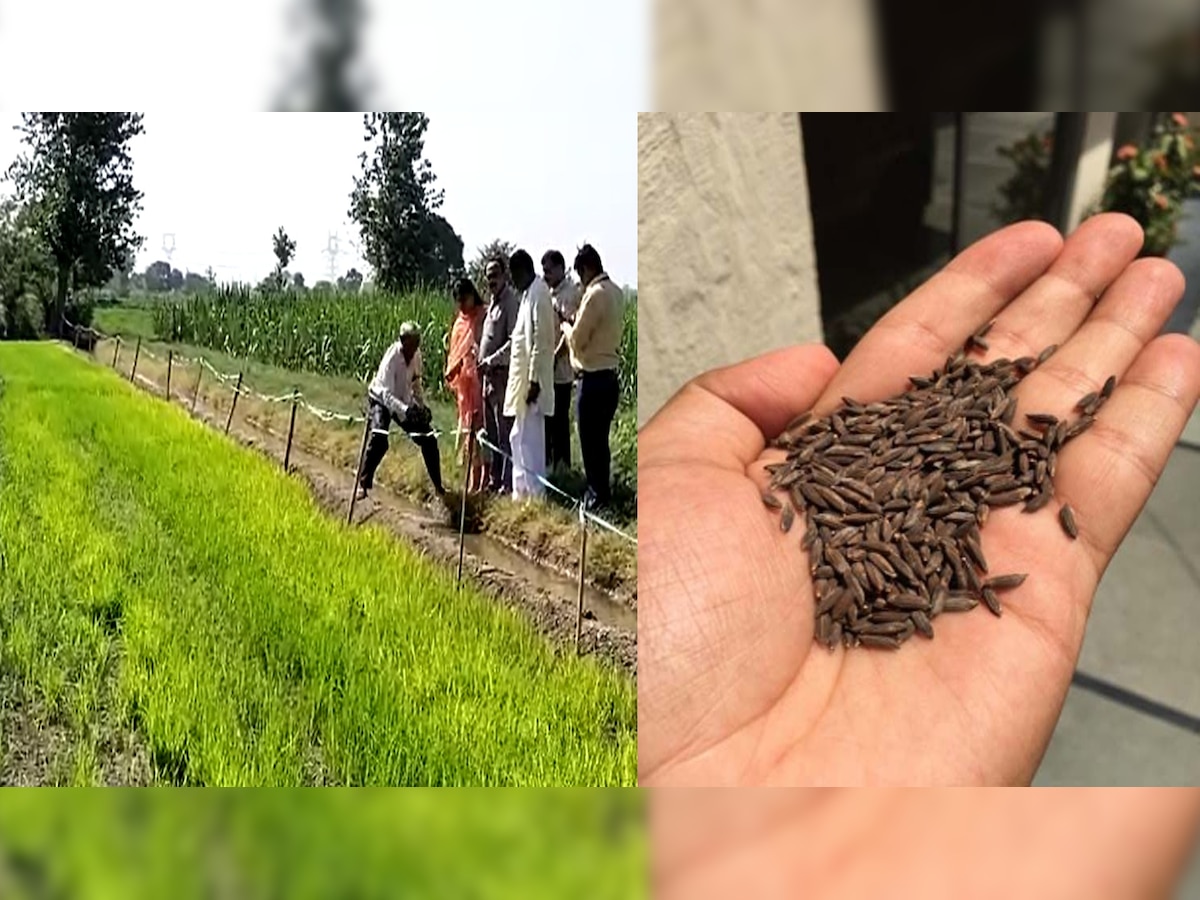 Farmers News: अब पश्चिमी यूपी के किसानों की बढ़ेगी आय, पहली बार काला नमक चावल की खेती शुरू