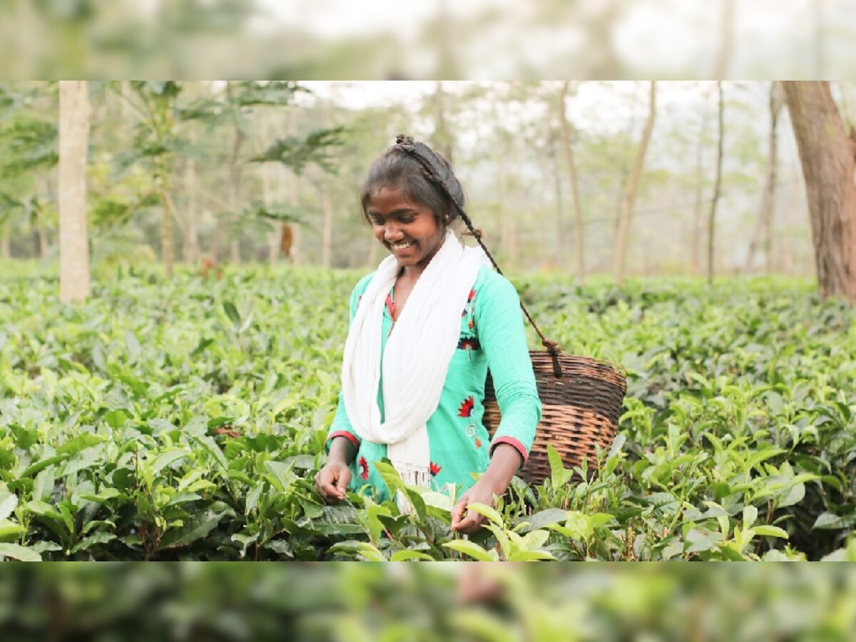 आदिवासी बाहुल्य जशपुर ने बनाई नई पहचान, चाय बागान पर्यटकों को कर रहा आकर्षित