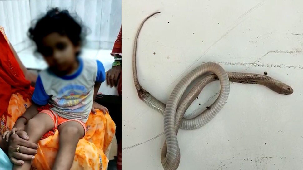 Bihar poisonous snake died after bitten to a four year old boy | ଚାରି ...