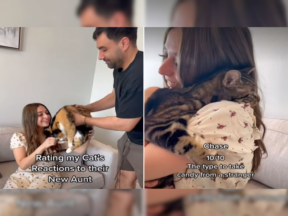 Viral: बिल्लियों की इन हरकतों पर आने लगेगा प्यार, VIDEO में क्यूटनेस की भरमार