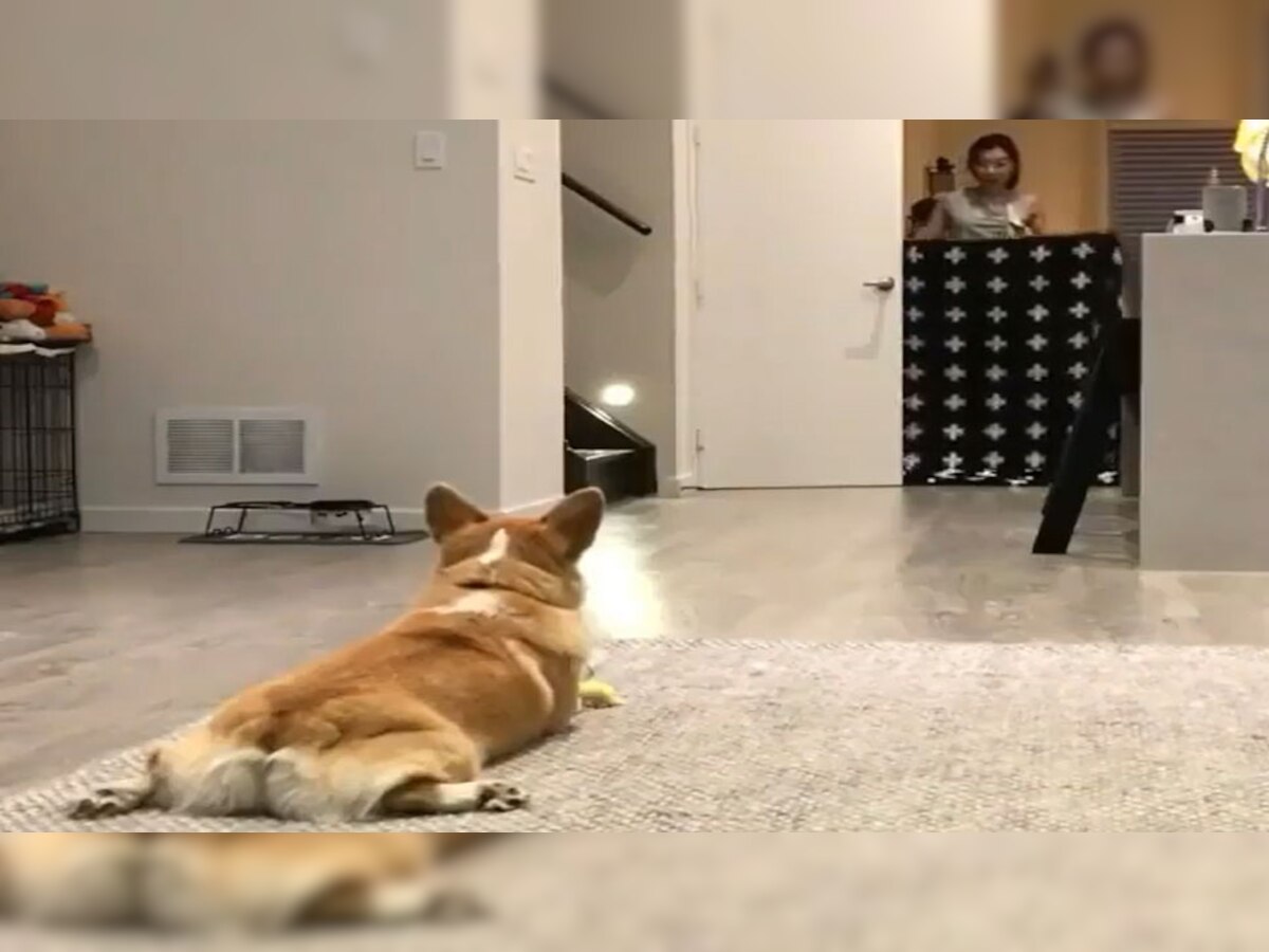 Magic: मालकिन ने दिखाया ऐसा जादू, कुत्ते ने दिया गजब का रिएक्शन; VIDEO देख करेंगे स्माइल