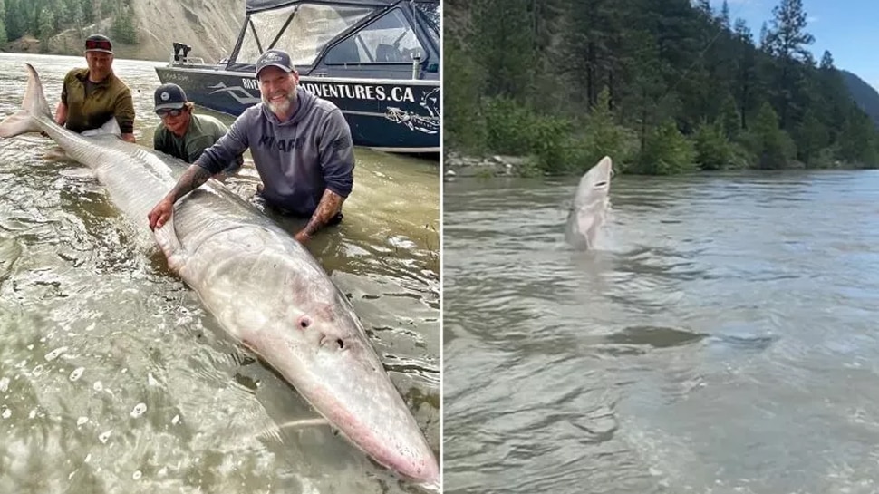 fisherman catch a 100 year old dangerous white sturgeon fish in British Columbia कांटा डालकर