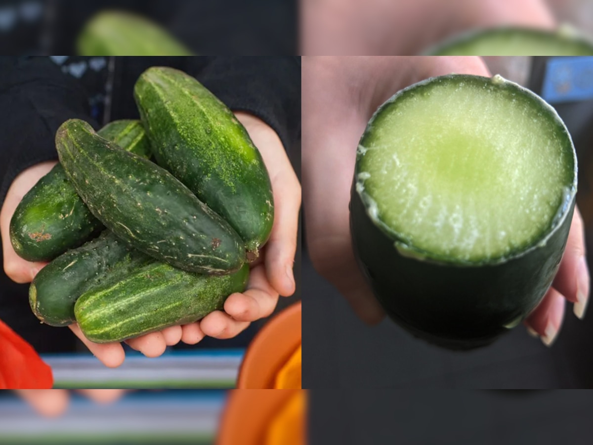 Bitter Cucumber: खीरे का कड़वापन दूर करने की नहीं होगी टेंशन, इस तरह बनाएं इसे खाने लायक