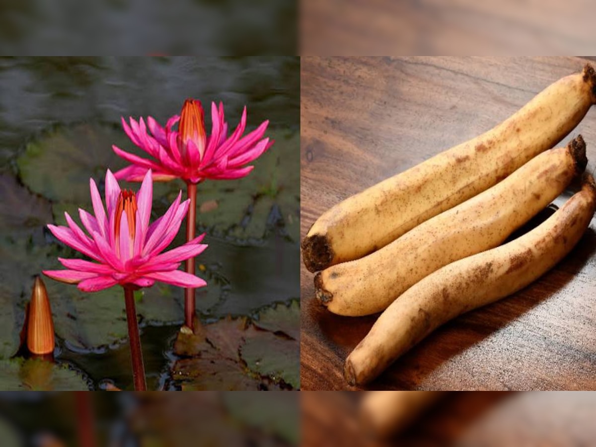 Lotus Stem Benefits: कमल ककड़ी में छिपे हैं सेहत के कई राज, इसके सेवन से इन बीमारियों से मिलेगी निजात  