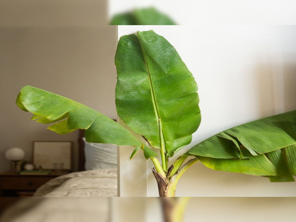 Banana Tree Tips घर के सामने केले का पेड़ लगाने से पहले जान लें ये