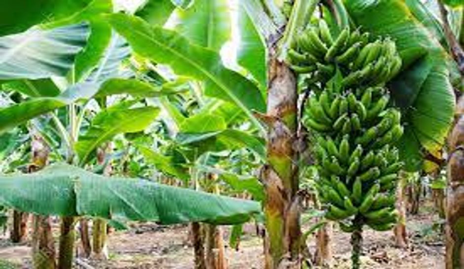 banana tree essay in hindi language