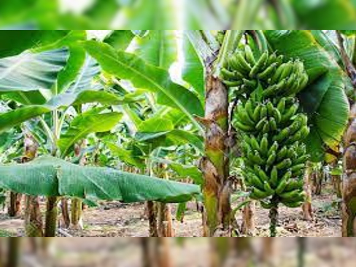 Banana Tree Tips घर के सामने केले का पेड़ लगाने से पहले जान लें ये