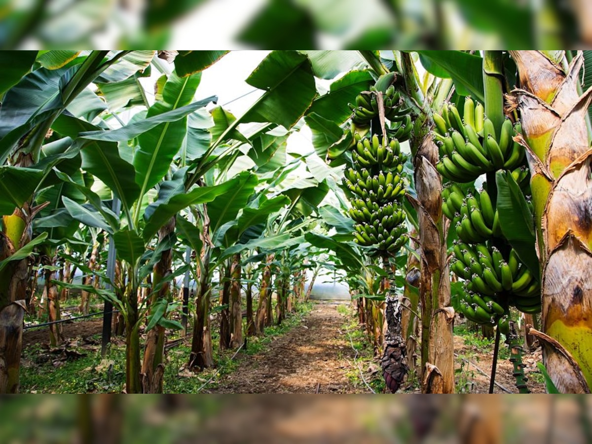 Banana Tree Tips घर के सामने केले का पेड़ लगाने से पहले जान लें ये
