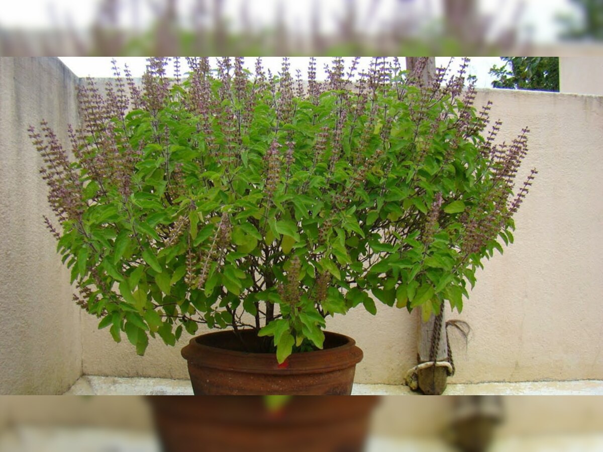 Tulsi ke Upay: घर में तुलसी के साथ इन 2 पौधों को लगाना होता है शुभ, मां लक्ष्मी की जमकर बरसती कृपा