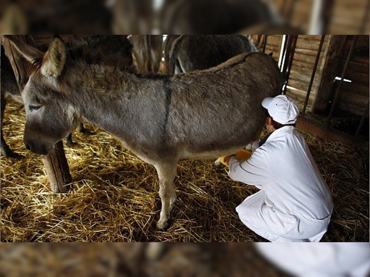 गधी के दूध से बनाया जा रहा दुनिया का सबसे महंगा पनीर, दाम जानकर फटी की फटी रह जाएंगी आंखें