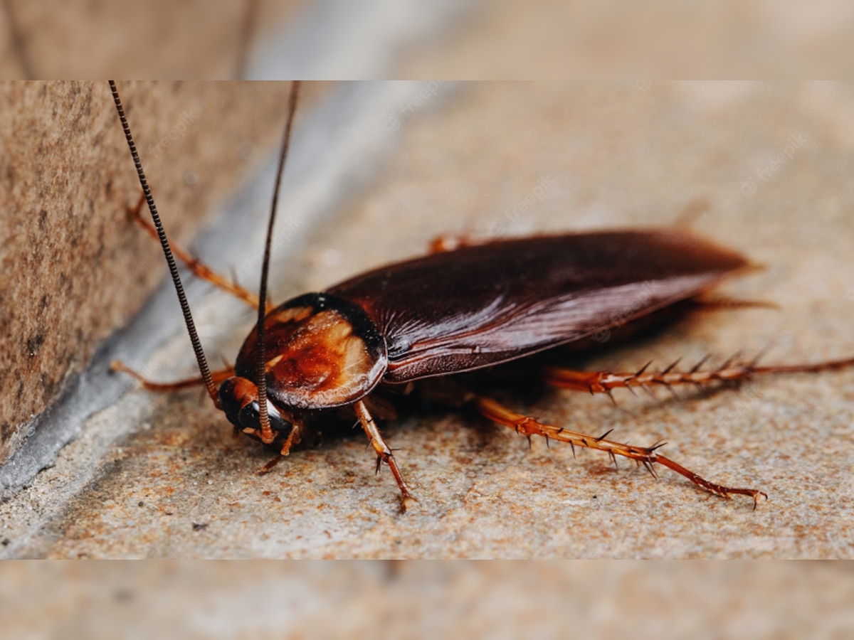 Cockroach: तिलचट्टे को भगाना अब नहीं है मुश्किल, घर में ही करें ये 5 आसान उपाय