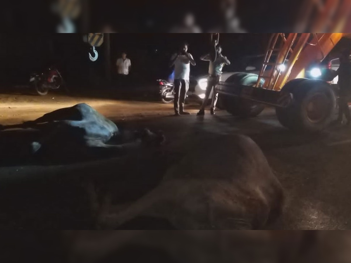 Srimadhopur: रोडवेज बस की टक्कर से ऊंट-ऊंटनी की हुई मौत, लगा जाम 