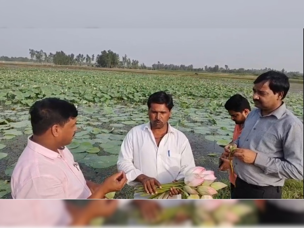 Farmers News: हरदोई में मखाने की खेती से किसान हुए मालामाल, कमा रहे लाखों का मुनाफा