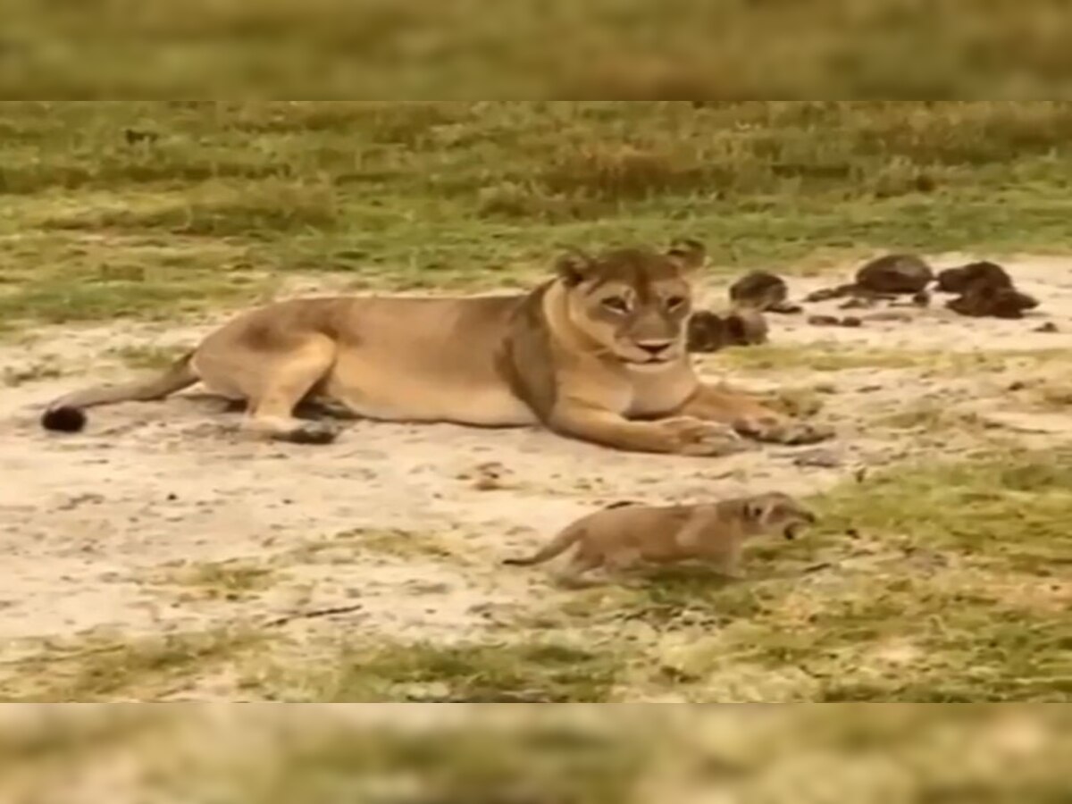 Viral Video: शेर के बच्चे की दहाड़ने की मासूम कोशिश ने जीता दिल, VIDEO देख आने लगेगा प्यार!