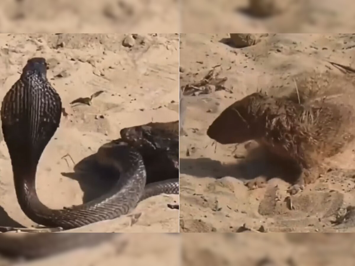 Cobra VS Mongoose: कोबरा और नेवले के बीच छिड़ी जंग, किसकी हुई जीत? VIDEO देख खड़े हो जाएंगे रोंगटे