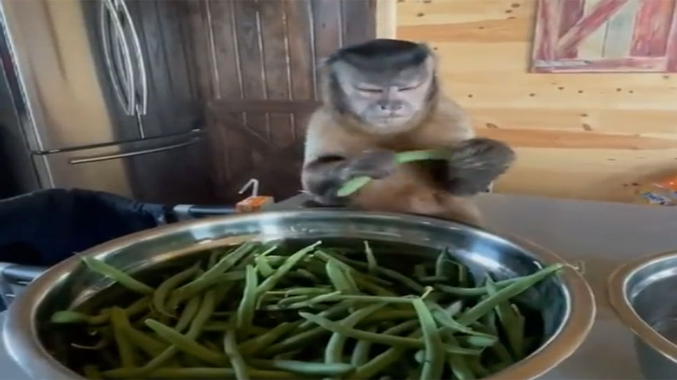 viral video of monkey peeling off beans trending on social media comedy