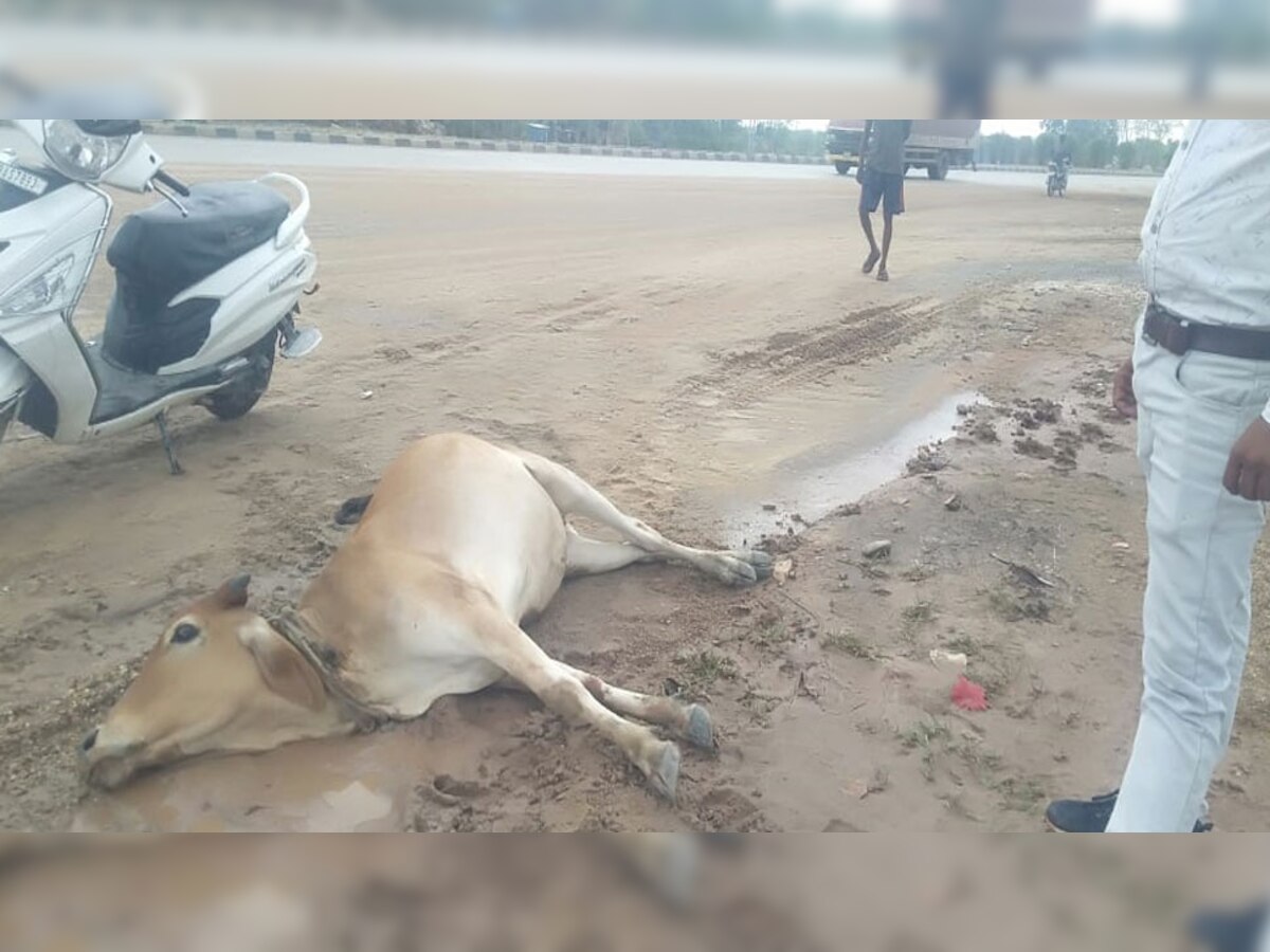 घायल गौमाता का हाईवे पर कराया इलाज