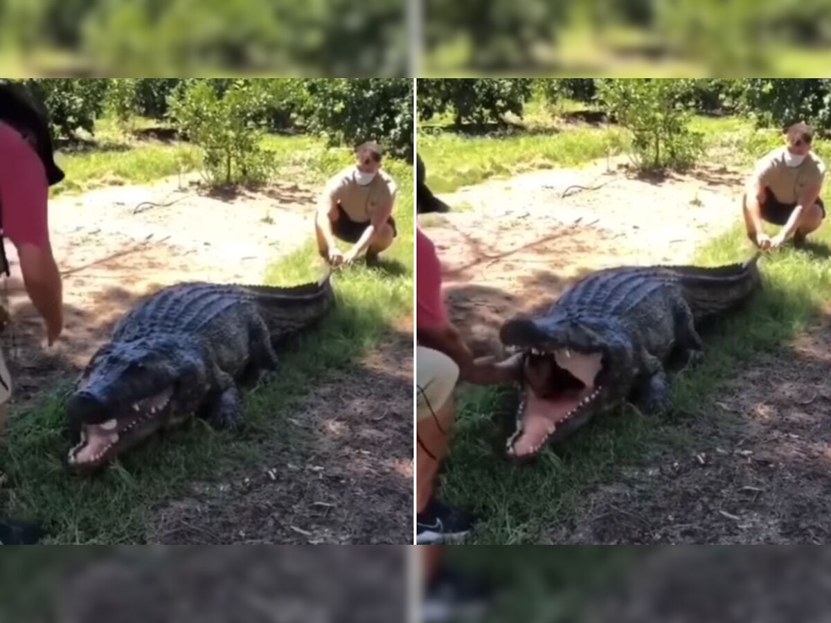 Crocodile Video: दोस्तों ने मगरमच्छ के मुंह से अपने यार को बाहर निकाला, देखें कैसे निभाया दोस्ताना!