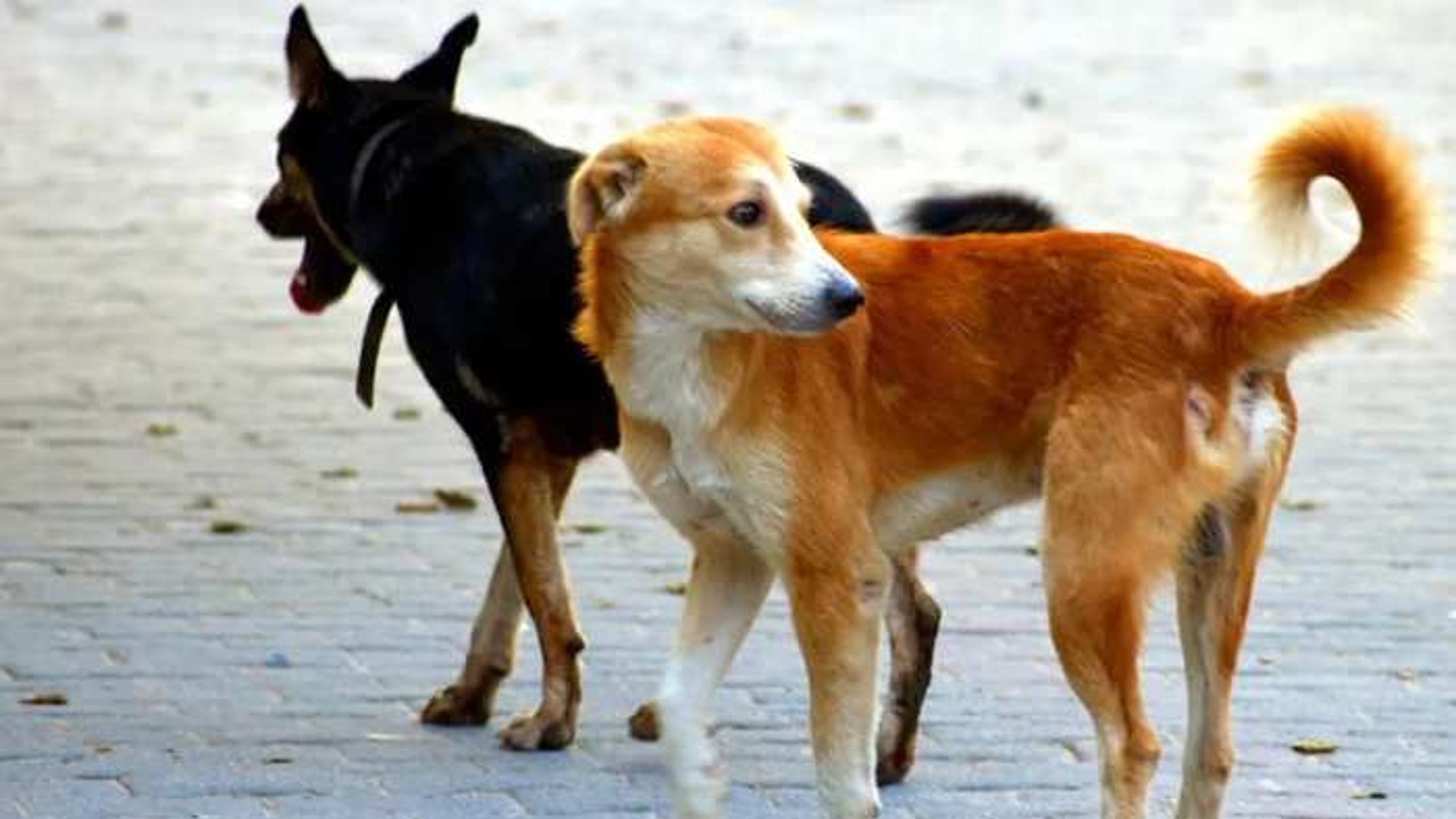 Meerut Pet dogs and cats get identity card information to be given to  municipal corporation | मेरठ: पालतू कुत्ते-बिल्लियों का भी बनेगा पहचान  पत्र, पालने के लिए नगर निगम को देनी होंगी
