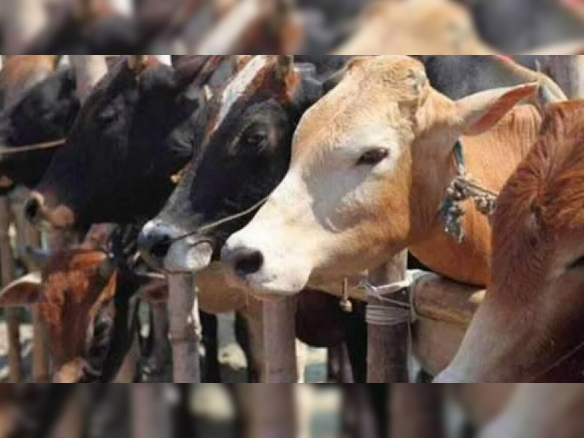 Cow Slaughtering: बीजेपी की कट्टर विरोधी पार्टी ने किया गायों की हत्या का विरोध, बयान से सभी को किया हैरान! 