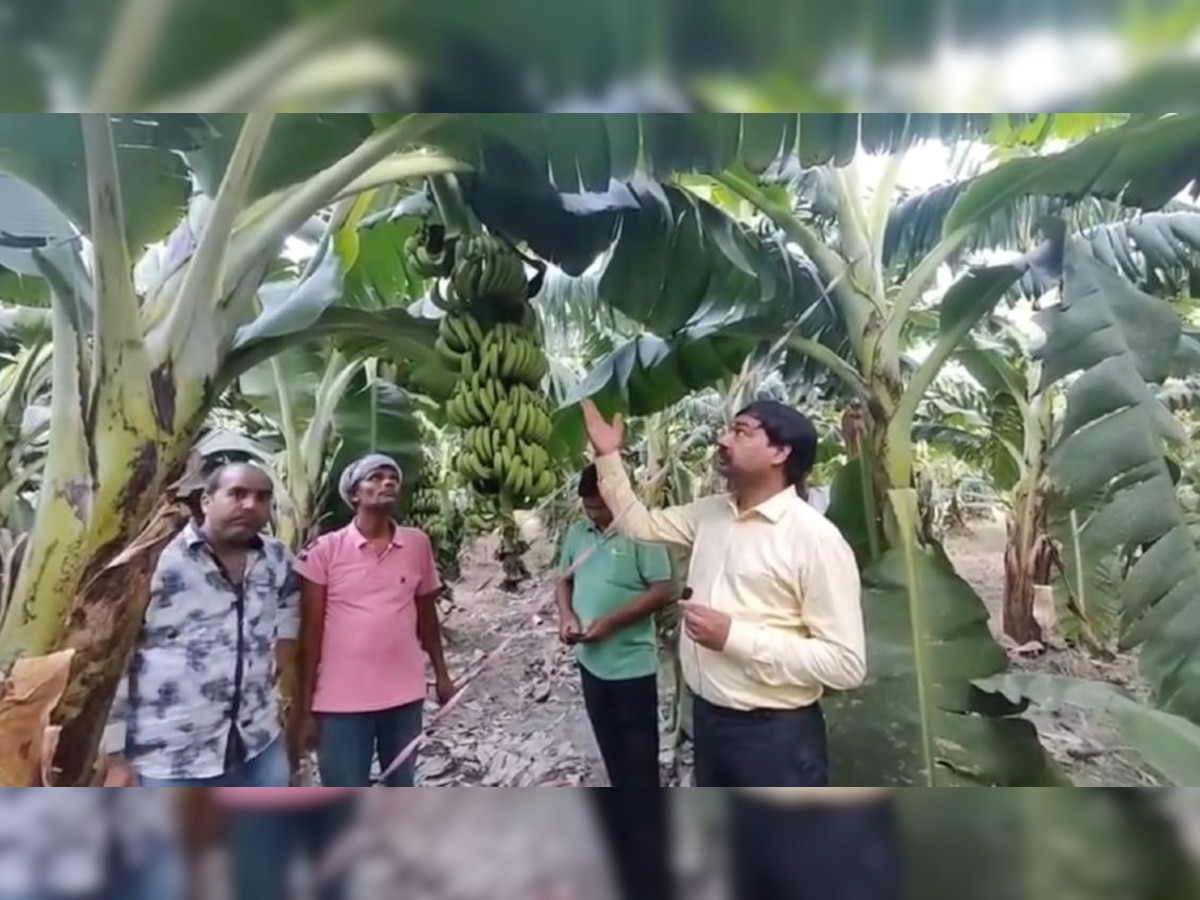 Farmers News: हरदोई में केले की खेती कर रहे किसानों की आमदनी में इजाफा, कमा रहे लाखों का मुनाफा 