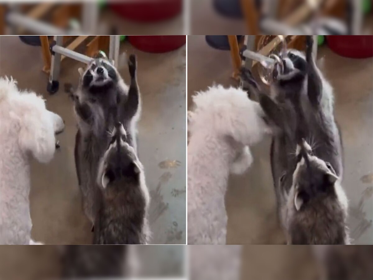 Viral Video: ये जानवर हैं बच्चों से भी ज्यादा मस्तीखोर, वीडियो में मासूमियत देख हो जाएगा प्यार